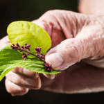 The-Role-of-Recreational-Activities-in-Senior-Well-Being