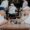 The Importance of Socialising for Elderly People