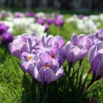 Top Springtime Activities for Care Home Residents