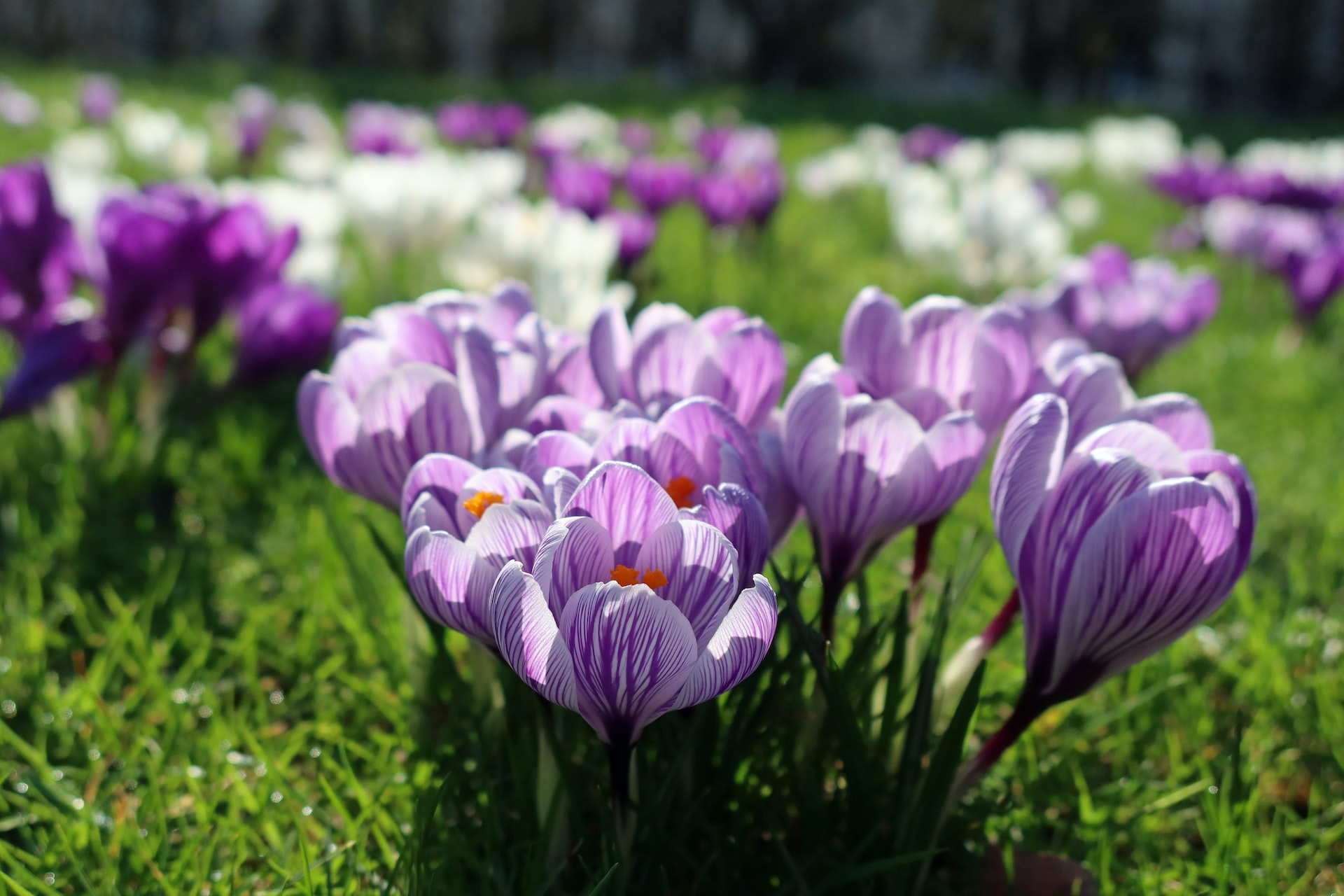 Top Springtime Activities for Care Home Residents